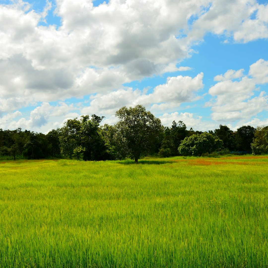 Lush green field with a single tree under a blue sky with fluffy white clouds.